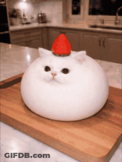 White Cat With Strawberry On Head On Cutting Board GIF