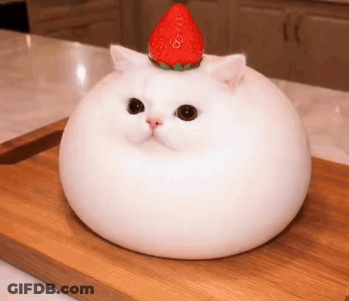 White Cat With Strawberry On Head On Cutting Board GIF