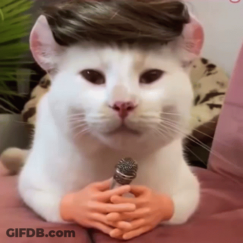 White Cat With Wig Holding Microphone GIF