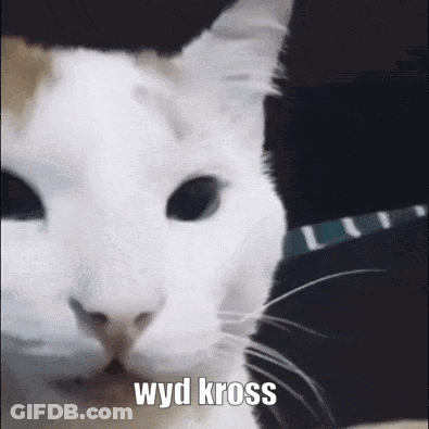 White Cat With Wyd Kross GIF