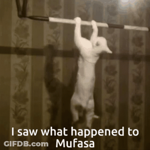 White Cat Work Out Funny Meme GIF
