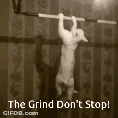 White Cat Working Out Grinding Don't Stop Meme GIF