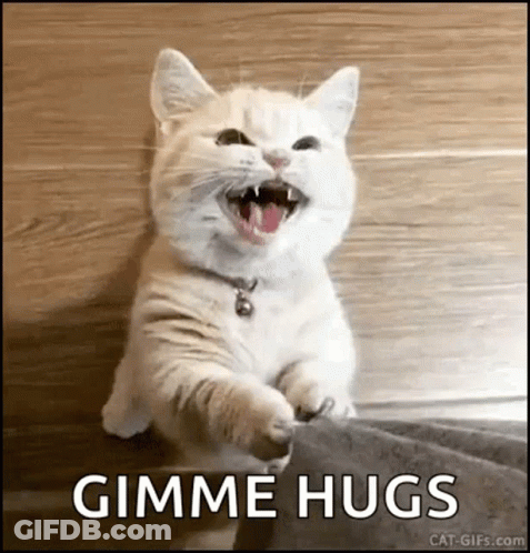 White Cat Yawning On Wooden Floor GIF