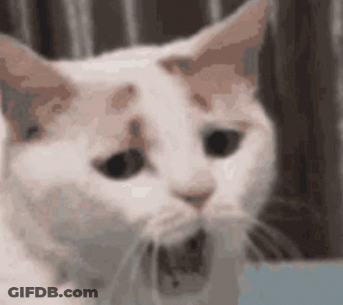 White Cat Yawning Wide GIF