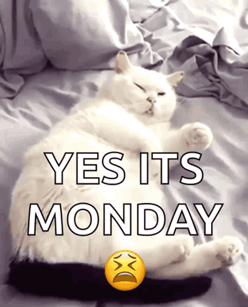 White Cat Yes It's Tired Monday GIF