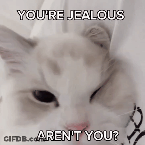 White Cat You're Jealous Aren't You GIF