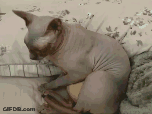 White Cats Flying Over Sphinx In Front Of Pyramid GIF
