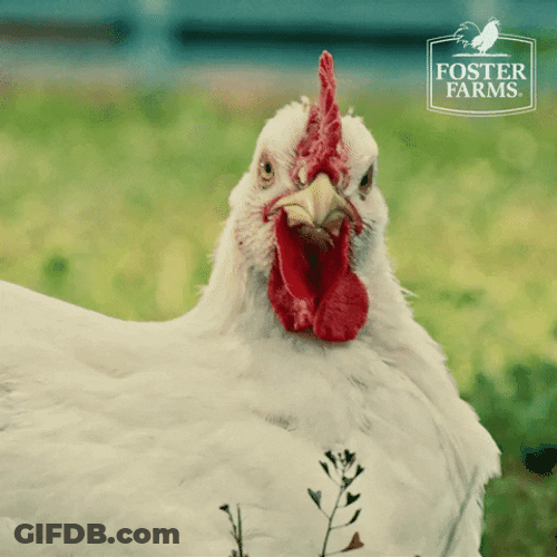 White Chicken Bouncing Head Dance GIF