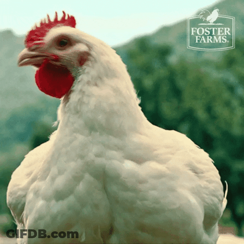 White Chicken Dance Move GIF