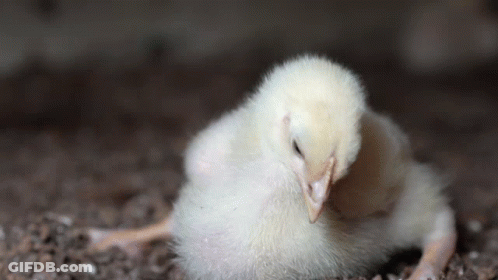 White Chicken Laying On Ground Looking At Camera GIF