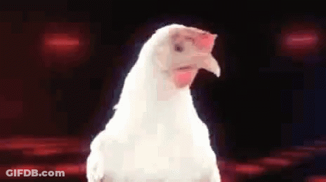 White Chicken Red Beak Red Background GIF