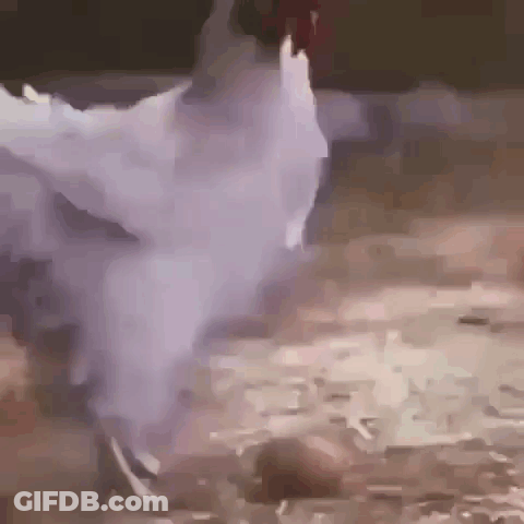 White Chicken Standing On Dirt Ground GIF