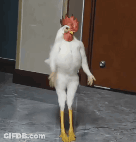 White Chicken Standing On Hind Legs GIF