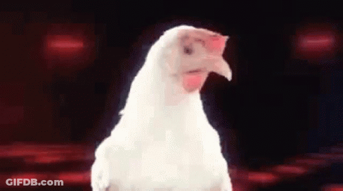 White Chicken With Red Beak GIF