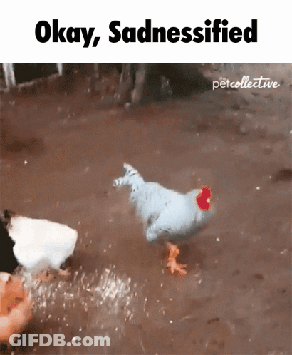 White Chicken With Red Head Walking In Mud GIF