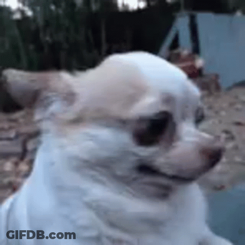 White Chihuahua Dog Sitting GIF