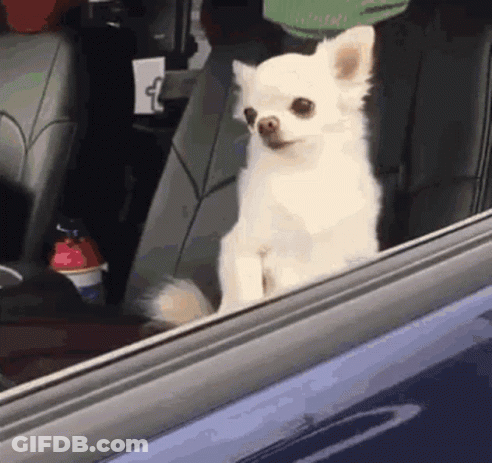 White Chihuahua Looking Out Car Window GIF