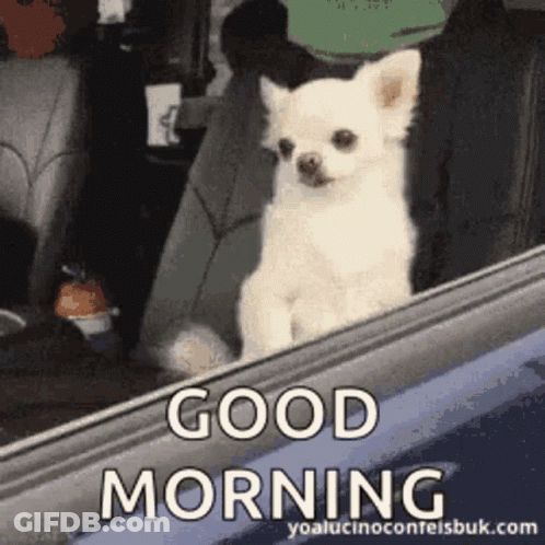 White Chihuahua Looking Out Car Window GIF