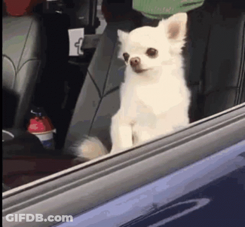 White Chihuahua Sitting In Back Seat Looking Out Window GIF