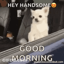 White Chihuahua Sitting In Back Seat Of Car GIF