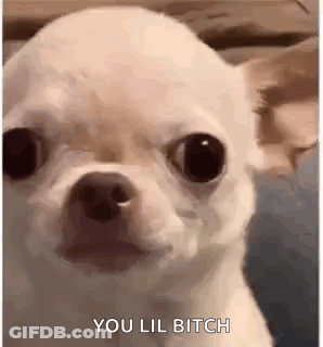 White Chihuahua You Lil Bitch GIF