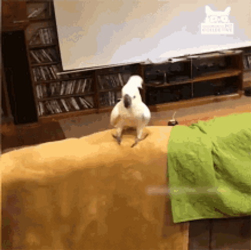 White Cockatoo Bird Animal GIF