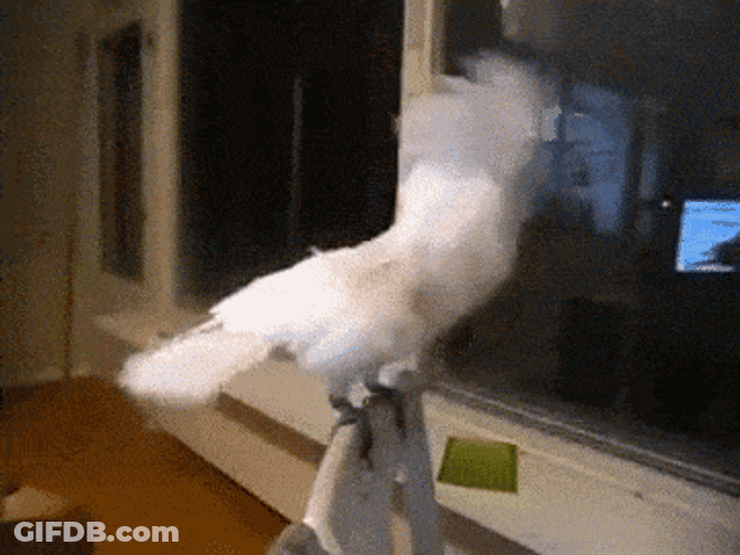 White Cockatoo Bird Headbang GIF