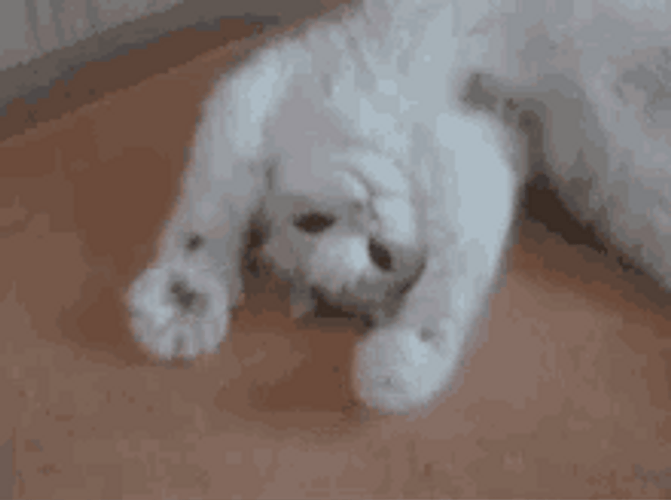 White Cool Cat Lying Paws Close Open GIF