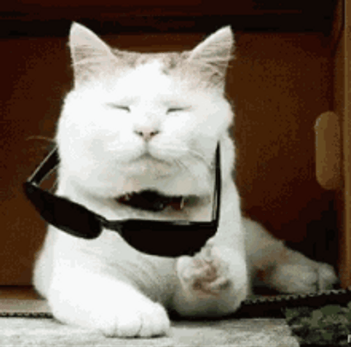 White Cool Cat Putting Sunglasses On GIF