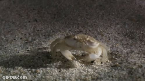 White Crab Crawling On Sand GIF