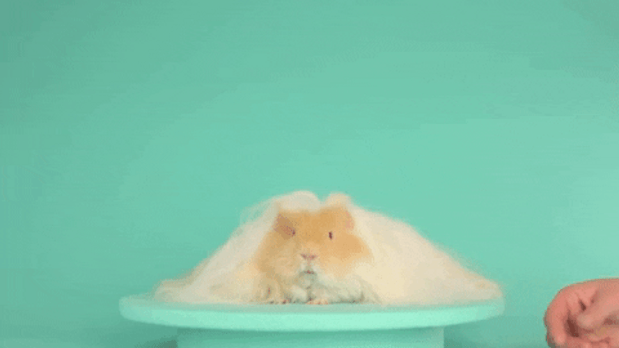 White Cream Guinea Pigs GIF