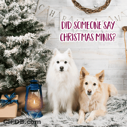 White Curious Cute Christmas Dogs GIF