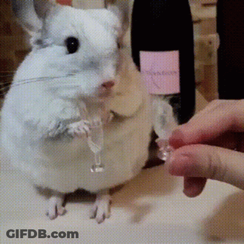White Cute Chinchilla Cheers GIF