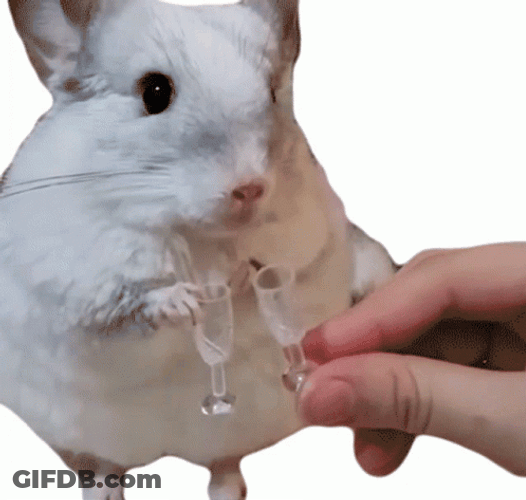 White Cute Chinchilla Cheers No Background GIF