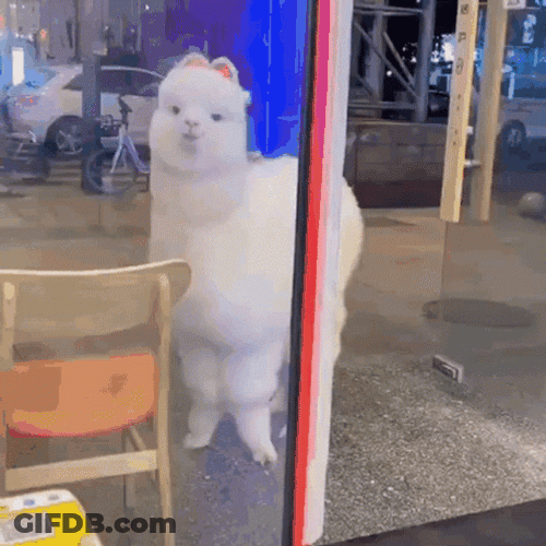 White Cute Llama GIF
