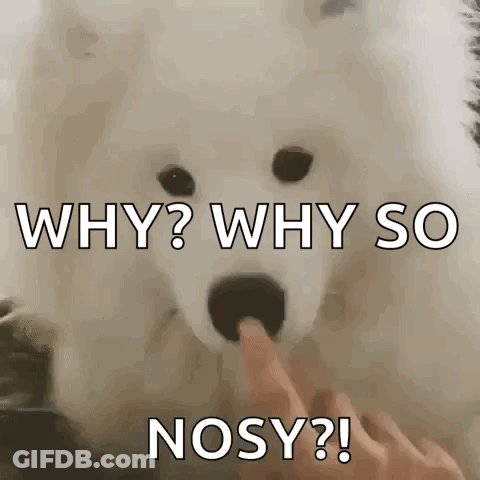 White Dog Asking Why GIF
