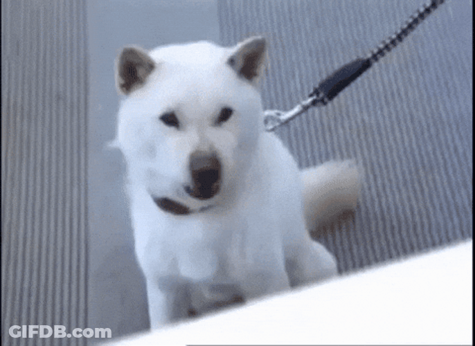 White Dog Barking Sound GIF