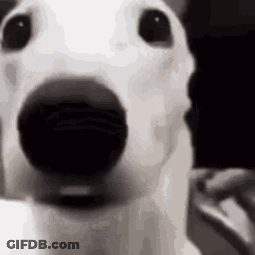 White Dog Close Up Black Nose GIF