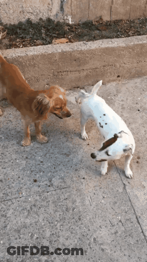 White Dog Doing Moonwalk GIF