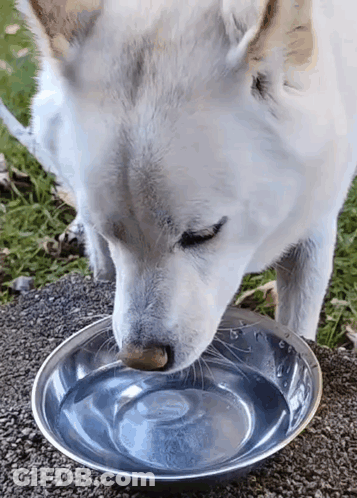 White Dog Drinking Water From Metal Bowl GIF