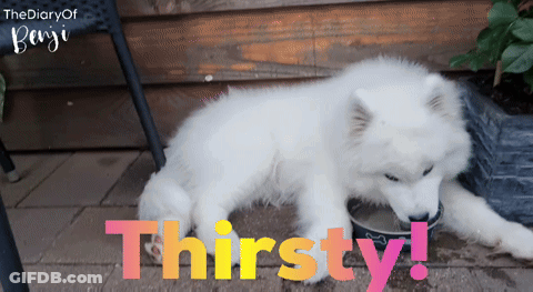 White Dog Drinking Water Thirsty GIF