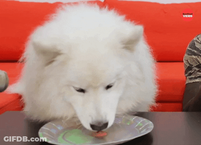 White Dog Eat Licks Plate Monch Monch GIF