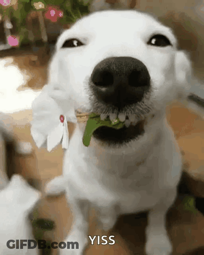 White Dog Eating Flower Yiss GIF