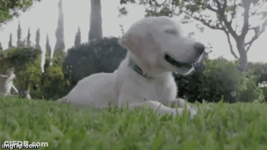 White Dog Feeling The Grass GIF