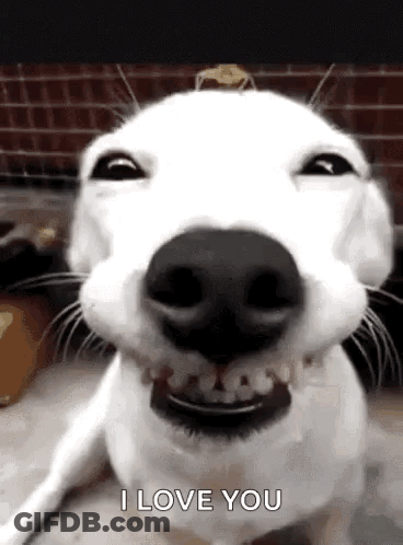 White Dog Funny Face Saying I Love You GIF