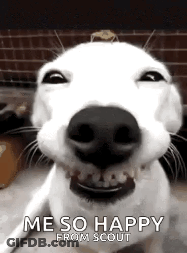 White Dog Funny Face Says Me So Happy From Scout GIF