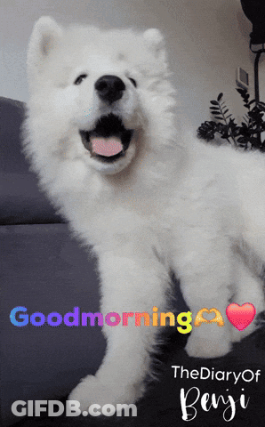 White Dog Good Morning The Diary Of Benji GIF