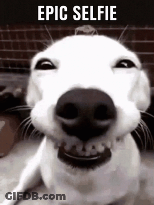 White Dog Grinning Selfie GIF