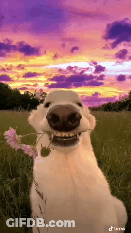 White Dog Holding Flower GIF