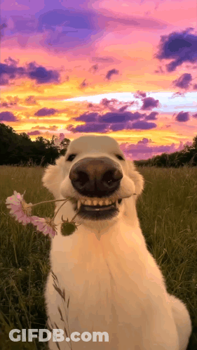 White Dog Holding Flower In Mouth GIF